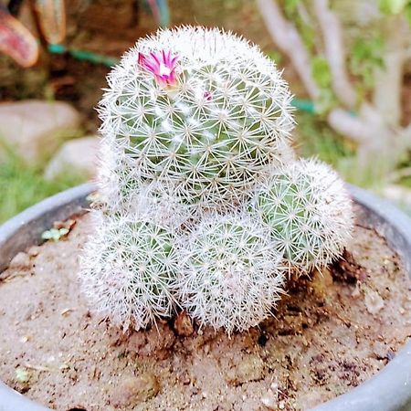 Hermoso Паломино Екстериор снимка